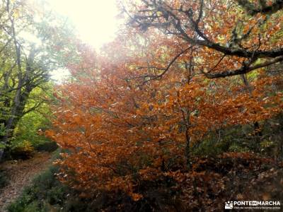 Hayedo La Pedrosa,mar de Robles; canchal de la ceja sierra de somosierra bosque de finlandia madrid 
